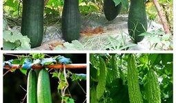 吃瓜高手免费全集观看,揭秘娱乐圈幕后真相，免费全集大放送！