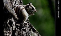 天涯最新爆料松鼠教育